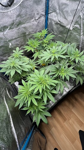 Growreport Bild 1