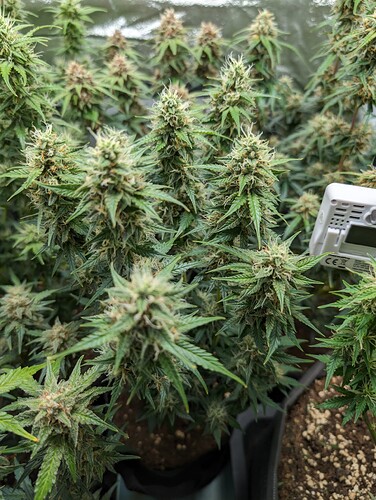 Growreport Bild 3