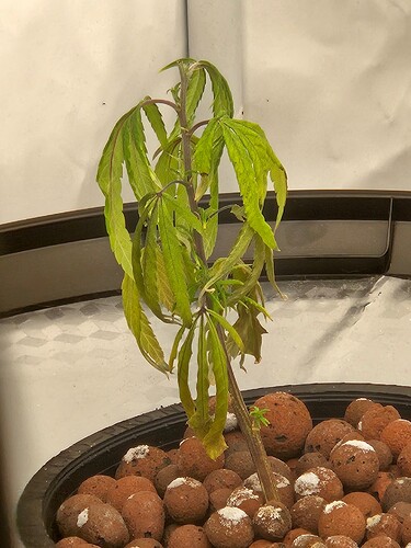 Growreport Bild 33