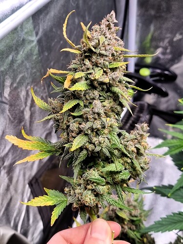 Growreport Bild 37