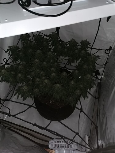 Growreport Bild 3