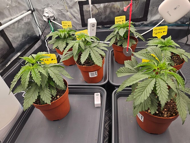 Growreport Bild 7