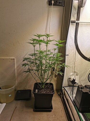 Growreport Bild 1