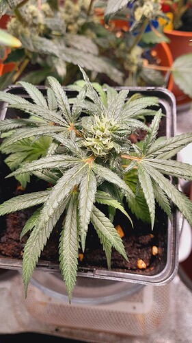 Growreport Bild 2