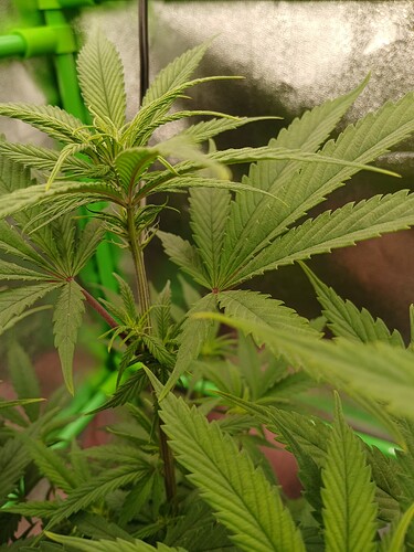 Growreport Bild 14