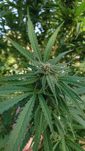 Growreport Bild 71