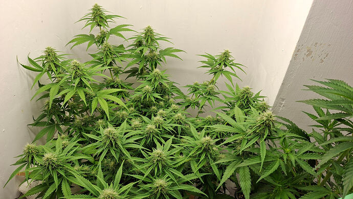 Growreport Bild 277