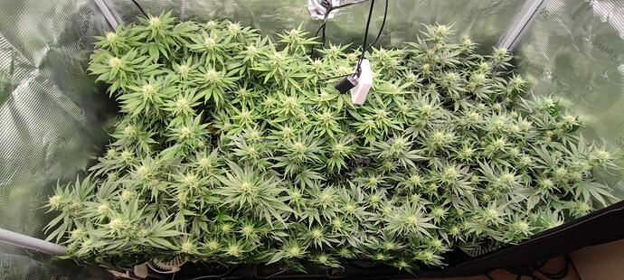 Growreport Bild 2