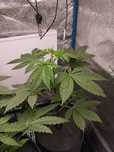 Growreport Bild 9