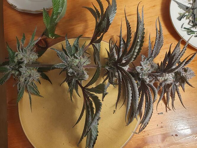 Growreport Bild 6