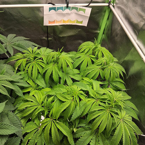 Sensi Skunk(1)04