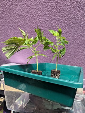 Growreport Bild 4