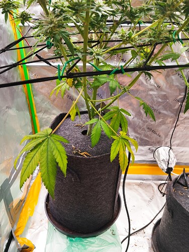 Growreport Bild 4