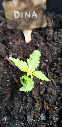 17450592710747845310539280362241