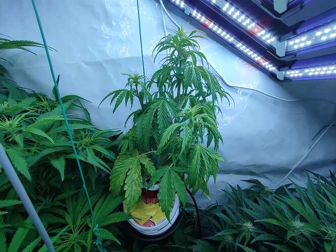 IMG_20240203_071746 - Kopie