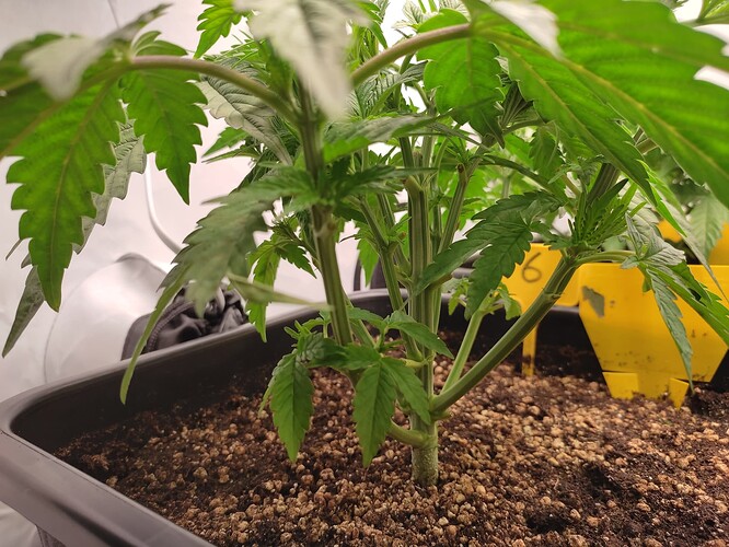 Growreport Bild 29