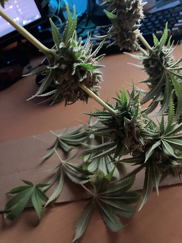 Growreport Bild 3