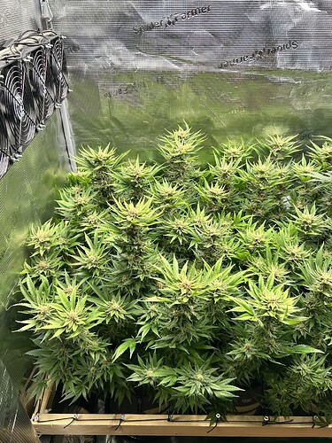 Mehrere blühende Cannabispflanzen in einem Zelt, die von oben beleuchtet werden.