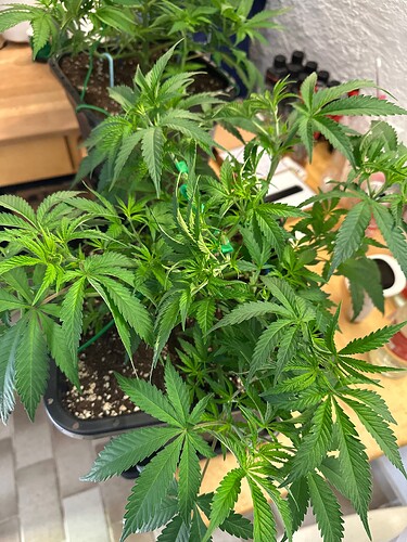 Growreport Bild 59