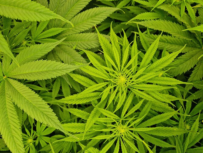 Growreport Bild 5