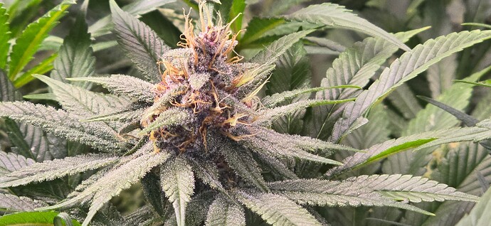 Growreport Bild 3
