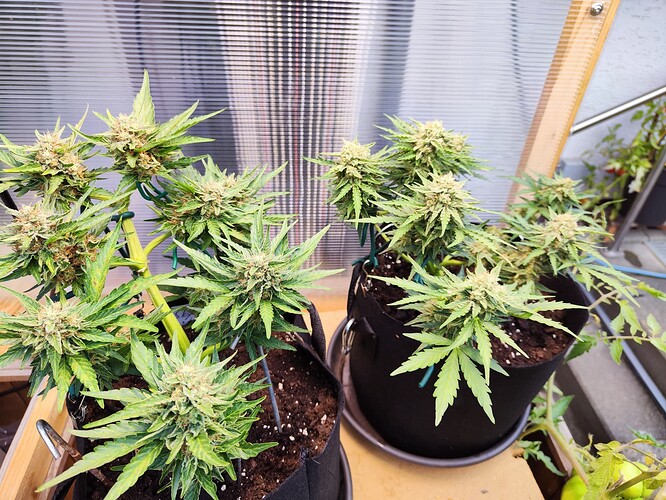 Growreport Bild 14