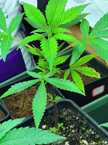 Growreport Bild 5