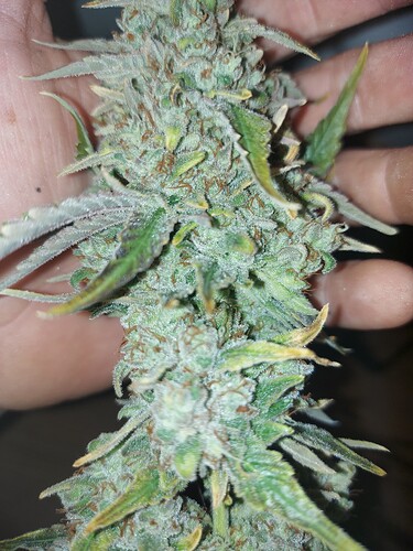 Growreport Bild 12
