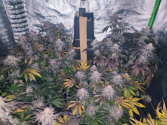 Growreport Bild 60