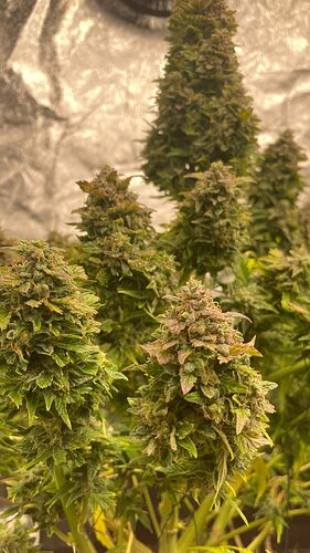Growreport Bild 10
