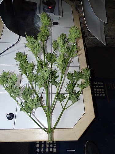 Growreport Bild 9