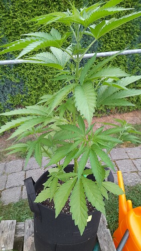Growreport Bild 4