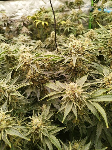 Growreport Bild 22