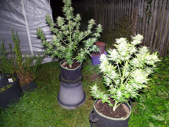 Growreport Bild 31