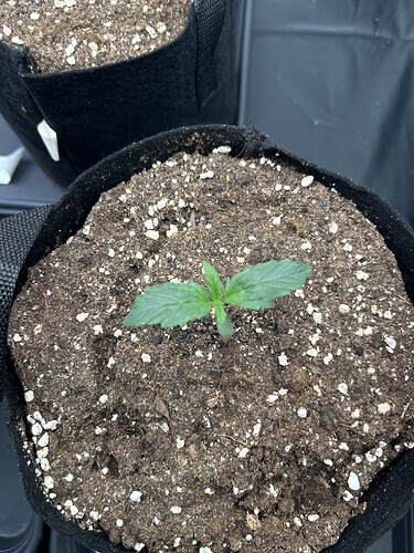 Growreport Bild 1