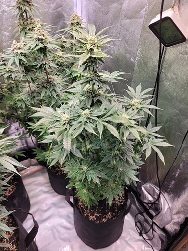 Growreport Bild 1