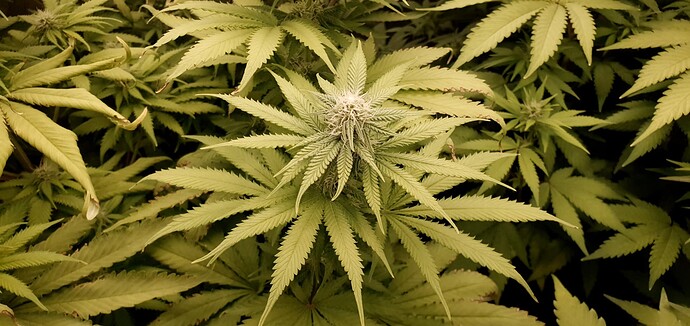 Growreport Bild 9