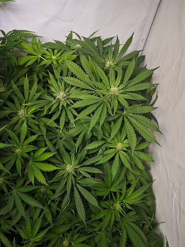 Growreport Bild 45