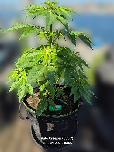 Growreport Bild 2