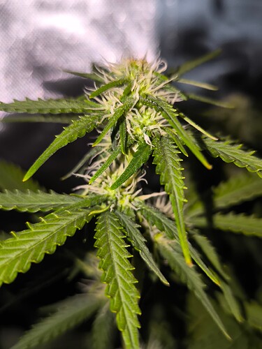 Growreport Bild 6