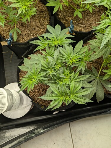 Growreport Bild 13