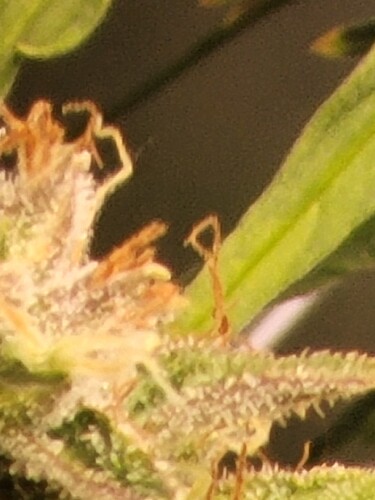 Growreport Bild 33