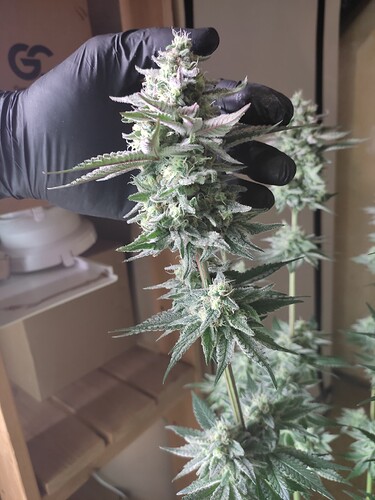Growreport Bild 36