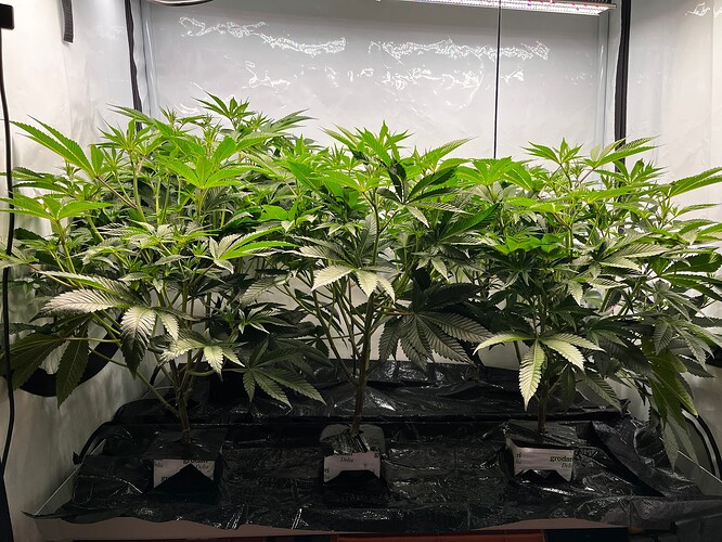 Growreport Bild 1