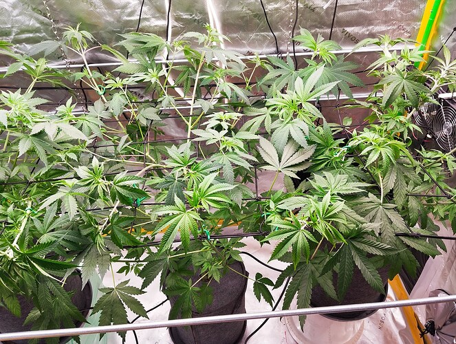 Growreport Bild 13