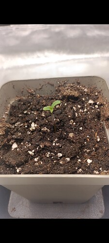 Growreport Bild 1