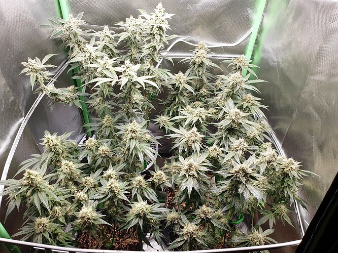 Growreport Bild 1
