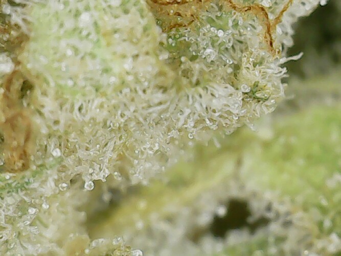 Growreport Bild 5