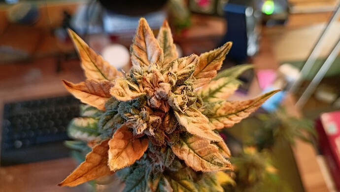 Growreport Bild 2