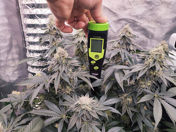 Growreport Bild 31